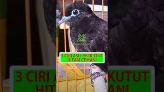 3 Ciri Asli Perkutut Hitam Cemani #shorts #perkutut #katuranggan #perkututhitam #perkututcemani