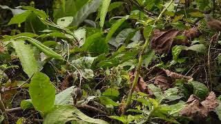 Black-throated prinia, khellong, Arunachal Pradesh, March 2024