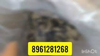 Today Desi Tangra Fish Seed Delivered 🐟🐟🐟✈️✈️✈️(Dt-19/12/2022)