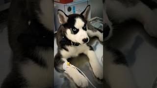 My husky luna admitted in hospital #husky #huskylife #shorts