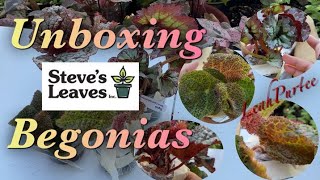 More Begonias from Steve’s Leaves || Unboxing New Begonia || #mylittlejungle #plantita #