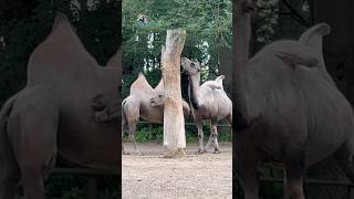 NaturZoo Rheine #7/наши важные верблюды😎/корабли пустыни #shorts #верблюды #зоопарквгермании