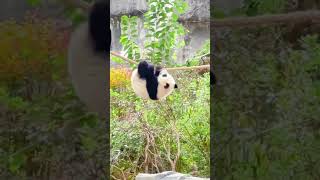 Panda kecil gantungan #shortvideo #yearofyou #shorts #panda