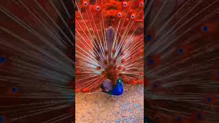 gaadi kali #shortvideo #peacockdance #sbyshorts #birds #diljhoom