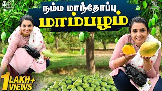 Mango Farm House Made me this|| மாந்தோப்பு சுத்தி பாக்கலாம் வாங்க 🥭🤩 || Vlog || Kathakelu Kathakelu