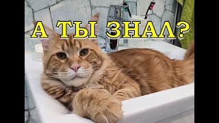 ЖИЗНЬ С МЕЙН-КУНОМ: проблемы и их решения🐈🐈🐈