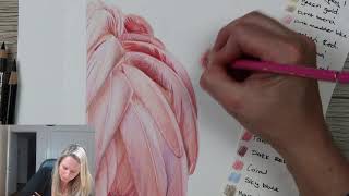 Flamingo Drawing Live Stream