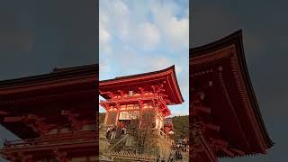 #video #reelsshorts #shorts #travel #japan