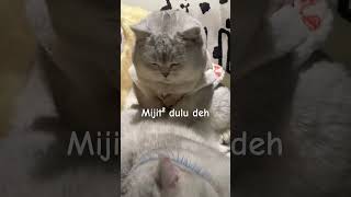 #pets #funny #catcomedy #catvideos #shortvideo #cat #music #cats #cover #komedi