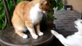 Cica vs. kutya -funny cat HQ