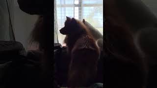 Patches and Leo interaction #cat #chowchow #pets #animals