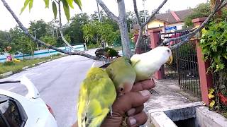 green cheek conure n african lovebirds very tame