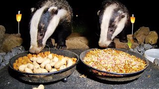 Ground Feeding Webcam in Sheffield, England. Birds, Squirrels, Badgers, Foxes and More!