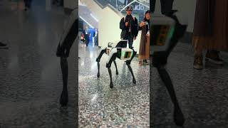 Robo 'cachorro' da Asylon IMPRESSIONA por realismo na #CES2024! #viral #bostondynamics #technology