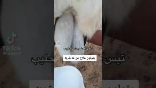 حصلنا علا المثل لي يقول تيس قال حلبه