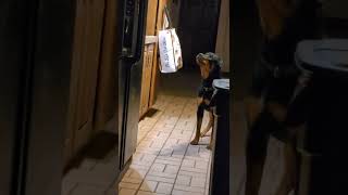 Harley the Rottweiler getting the refrigerator