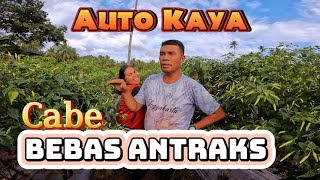 Tanaman Cabe Bebas Antrsaks || Panen Auto Kaya