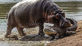 Amazingly Unbelievable Brave Hippo Fight Back Crocodile To Survival | Wild Animals 2021