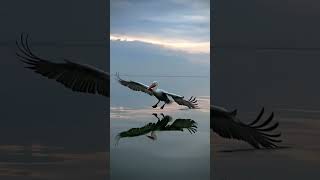 Amazing Pelican on mirror sea surface #shorts