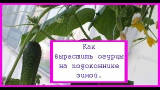 Как вырастить огурцы на подоконнике зимой. Выпуск 206