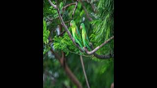 BOSQUES HÚMEDOS DE NICARAGUA | Biodiversidad Nicaragüense | (ESTO  NO SABES)