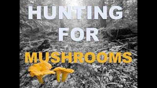 Mushroom hunting in Norway | CaptainsVoyage