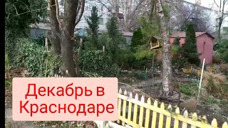 Тёплый декабрь в Краснодаре Переезд в Краснодар Погода декабрь 2021