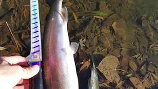 mokolumne river trout fishing.