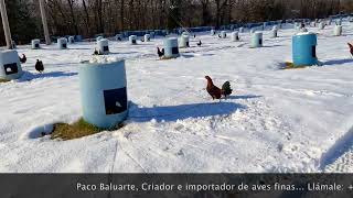 gallos en la nieve Gustavo Sánchez parte 3