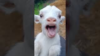 Goats kid sound #shorts #viral #animals #petlover #animals sound #shortsvideo#yt short