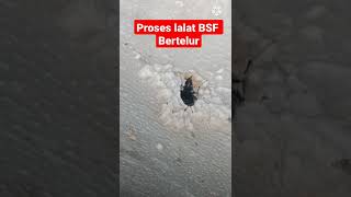 Proses lalat BSF bertelur#video short