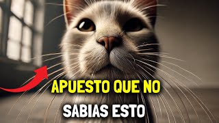 ¿Para qué SIRVEN los BIGOTES de los gatos?