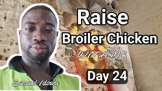 Day 24: How to Raise Broiler Chicken at home.