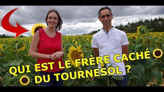 Le frère caché du tournesol #1