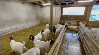 Boer Goats Burenziegen capra Kaza