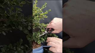 Pinzado y actualización de cotoneaster, próximo video en el canal #bonsai