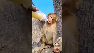 cute baby monkey 🐒 #monkey #monkeylove #funny #bandar 02 #monkeyvideo