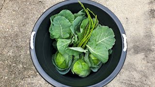 Another Great Harvest! 🌱😊👍Thank GOD for Abundance!!🙏✨️🌕🌞🌱#growyourownfood #enjoygardening