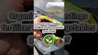 Organic worm castings fertilizer makes vegetable grow better #plants #shortvideo #youtubeshorts