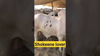 #karachicattlecollection #cattlemarket #cowmandi #cattles #surticattlefarm #cow #bakraeid #viral