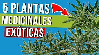 🌏 ¡Explorando 5 Plantas MEDICINALES EXÓTICAS! 🍃🌺 Descubre su Poder CURATIVO y cómo CULTIVARLAS🌿🔍