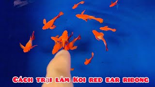 Cách trại làm Koi red ear Ribong số lượng khủng | Chia sẻ kinh nghiệm nuôi cá Guppy