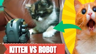 KITTEN CAT AND ARTIFICIAL INTELLIGENCE ANKI VECTOR