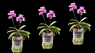 The idea of ​​growing Phalaenopsis orchids from plastic bottles