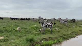 Nunca te diré adiós Serengeti