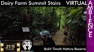 Singapore Ambience - Bukit Timah Nature Reserve - Dairy Farm Summit Stairs