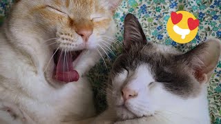 😂 Funniest Cats and Dogs Videos 😺🐶 || 🥰😹 Hilarious Animal Compilation №476