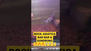 BOCIL CHANA GONDRONG DAN GALAK, GIMANA CARANYA...