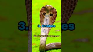 Top 10 Most Dangerous Animals in the World🐍#daily #dangerousanimals