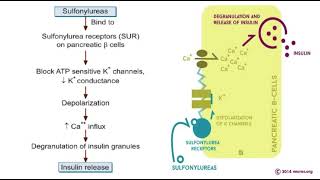 Sulfonylureas | pharmacology mbbs 2nd year |oral anti diabetics drugs